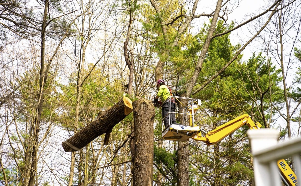 Professional tree removal service in Four Corners, FL
